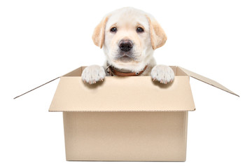 Charming labrador puppy sitting in a cardboard box isolated on white background