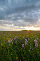 Obraz premium Fields of flowering grass under the evening sky. Zabaykalsky Krai. Russia.