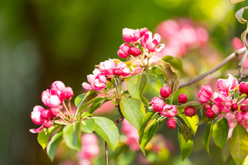 Flowering apple gardens on a sunny day. Pink and raspberry flowers and buds on the tree. Spring seasons of blossoming