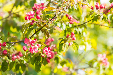 Flowering apple gardens on a sunny day. Pink and raspberry flowers and buds on the tree. Spring seasons of blossoming