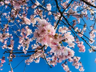 pink cherry blossom white blue sky