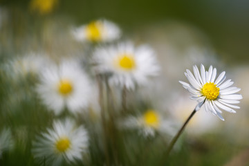 Spring meadow of daisy flowers