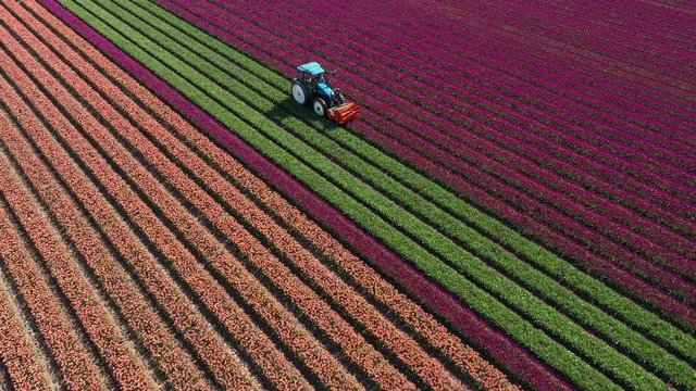 Tilting drone shot of tractor cutting purple tulip fields in the Netherlands, industrial machinery and agriculture in Europe
