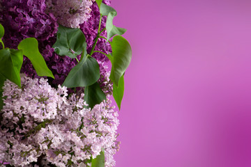 Spring flowers - purple lilac 