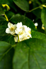 White Jasmine flowers on a Bush
