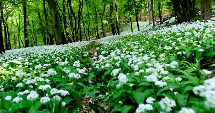 hiking in ramsons - wild garlic (Allium ursinum)flower forest