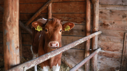 cow in stable