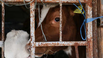 sad cow eye in captivity