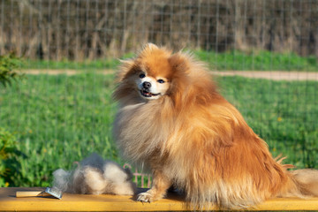 Grooming, haircut, combing wool of beautiful happy Pomeranian Spitz dog. Fluffy little puppy, animal hair care, cutting procedure. Vet hairdresser, grooming salon outdoors