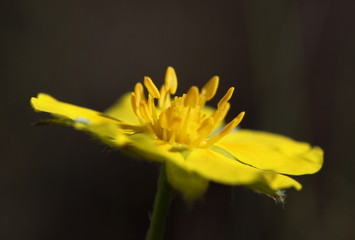 Close-up of a yellow creeping cinquefoil blossom ( Potentilla reptans ) in bloom with stamina and petal leaves in june