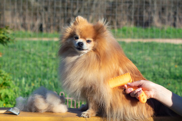 Hand doing grooming, haircut, combing wool of beautiful happy Pomeranian Spitz dog. Fluffy little puppy, animal hair care, cutting procedure. Vet hairdresser, grooming salon outdoors
