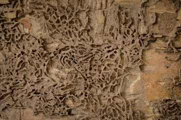 closeup background and texture of nest termite at wooden wall - 347987149