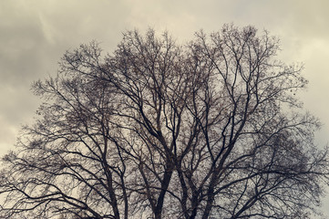 Fototapeta na wymiar abstract dry bare tree branch background