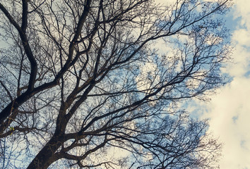 abstract dry bare tree branch background