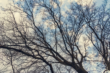 abstract dry bare tree branch background