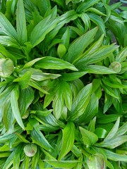 green leaves and unblown peony buds. green background