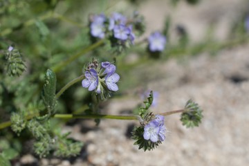 Blossoms in light blue shades top Distant Scorpionweed, Phacelia Distans, Boraginaceae, native annual on the edges of Twentynine Palms, Southern Mojave Desert, Springtime.