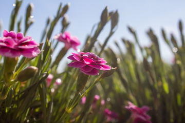 Fr&uuml;hling, Entstehung