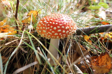 Herbst spaziergang