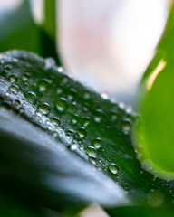 water droplets on green leaf