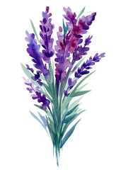 Obraz premium lavender on a white background, watercolor hand drawing, botanical painting, purple flowers