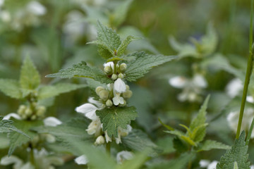 White dead nettle, Lamium album.