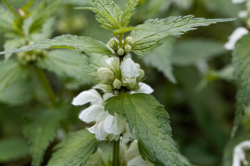 White dead nettle, Lamium album.