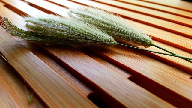 Surface Level Of Plants On Wooden Surface