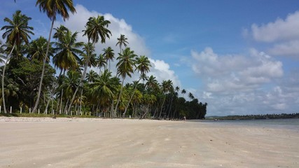 tropical beach with palm trees