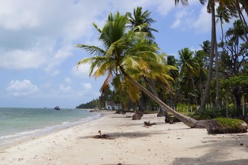 tropical beach with palm trees