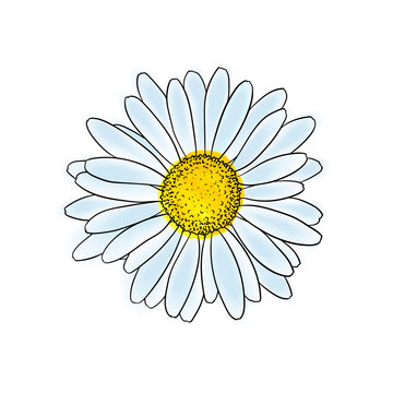 beautiful doodle sketch daisy flower with outline, isolated. for greeting cards and invitations of the wedding, birthday, Valentine's Day, mother's day and other seasonal holiday