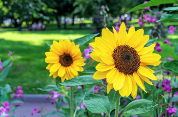 Yellow sunflowers on a background of lilac flowers in a summer city garden.