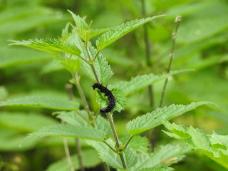 Black larva on a green nettle