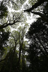 Looking up