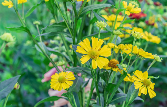 Yellow gelenium flowers in the summer garden.