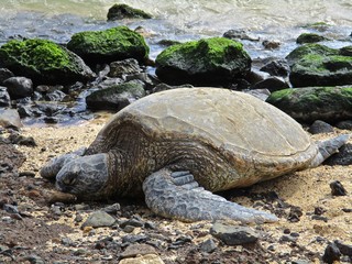 Hawaiian Green Sea Turtle at Poipu Beach Kauai Hawaii