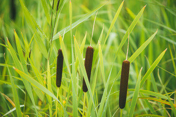 Fluffy bushes of cattail or Reed Mace. Sometimes people call it as bulrushes. Selective focus macro shot with shallow DOF