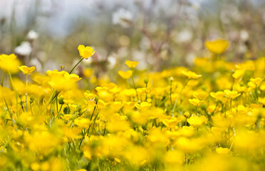 Artistic close up of lots of bright yellow meadow buttercups in summer sunshine. Abstract background.