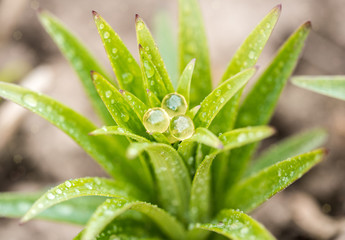 Alternative medicine. Disease prevention, herbal medicine. Herbal healing tea. Capsule pills on green grass. drops of water on the petals