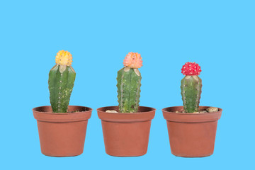 Cactus en maceta con estilo pop, con fondo de color azul pastel