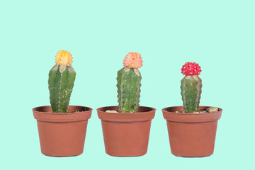 Cactus en maceta con estilo pop, con fondo de color verde pastel