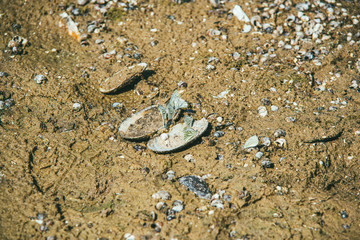 Dry sandy river Bank with large number of snails on the sand illuminated by the bright spring sun. Group of white butterfly sits on the shells