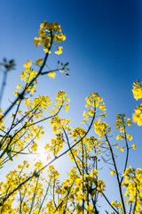 Rapsfelder im Sommer
