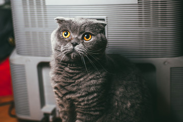 Scottish fold gray cat with orange eyes sits over plastic boxes. Stay at home coronavirus covid-19 quarantine concept