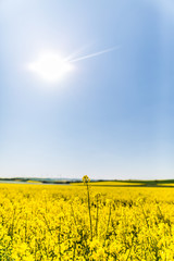 Rapsfeld