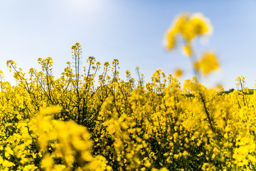 Rapsfelder im Sommer