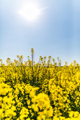 Rapsfelder im Sommer