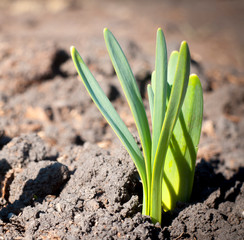 spring onions growing in the ground