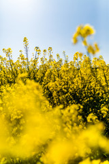 Rapsfelder im Sommer
