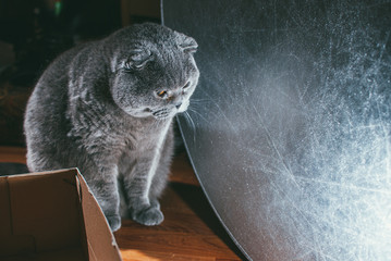 Scottish fold gray cat with orange eyes sits alone. Stay at home coronavirus covid-19 quarantine concept